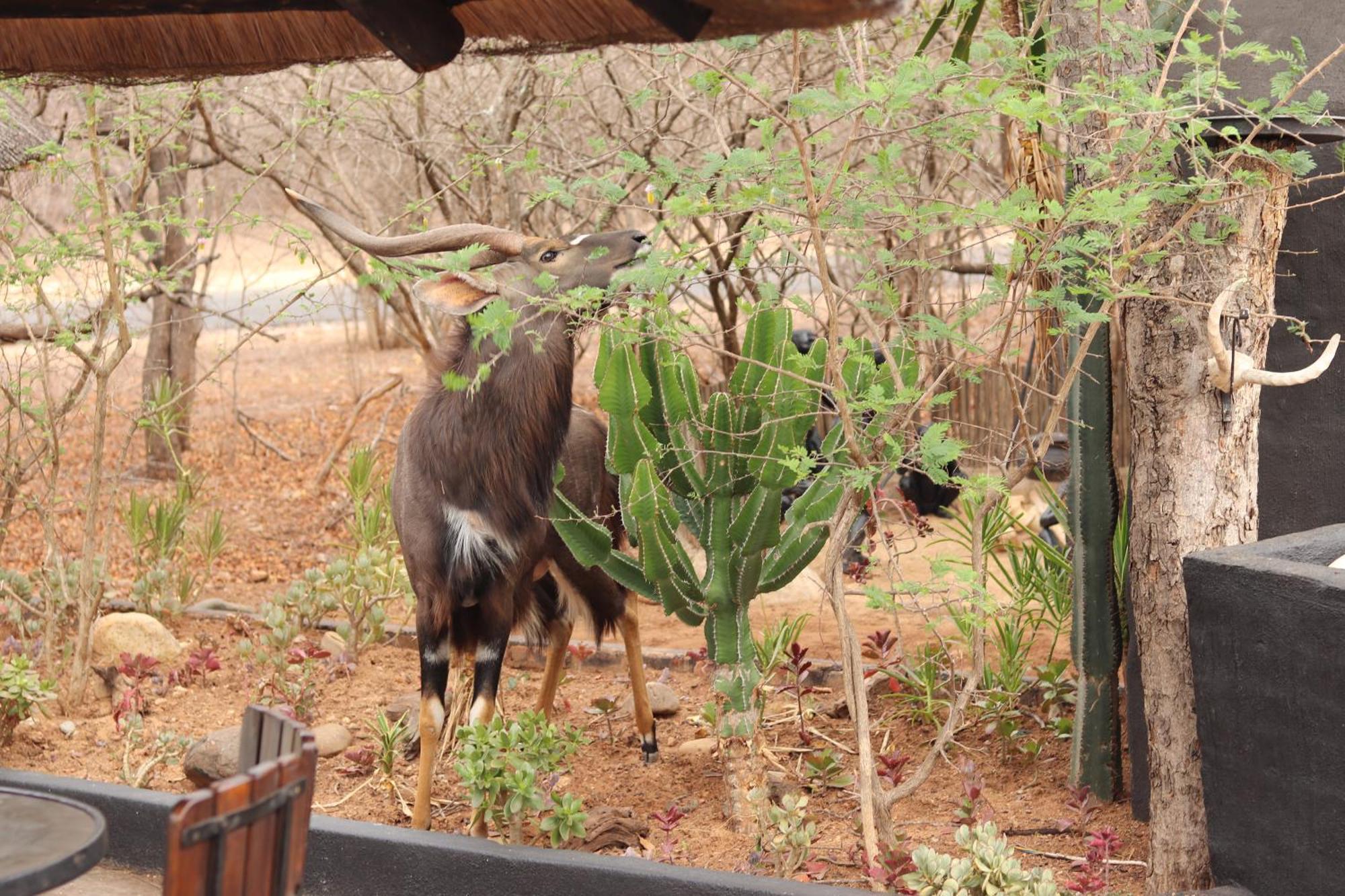 African Rock Lodge Hoedspruit Εξωτερικό φωτογραφία