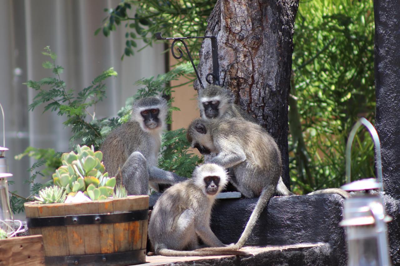 African Rock Lodge Hoedspruit Εξωτερικό φωτογραφία